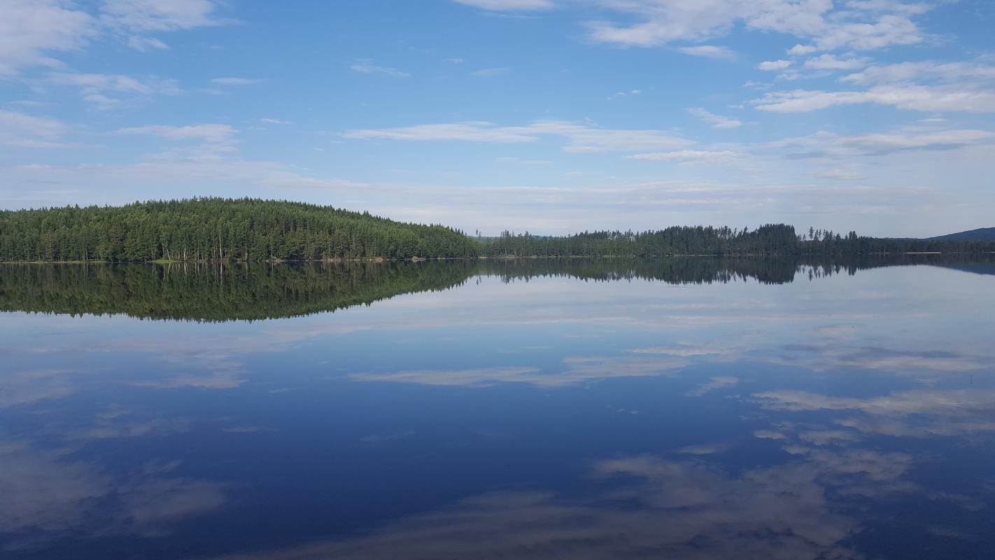 Solig dag vid en stilla skogssjö